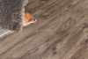 Кварцвиниловая плитка Alpine Floor  Величие секвойи 4 mm (Grand Sequoia 4 mm) ECO 11-8 Венге Грей